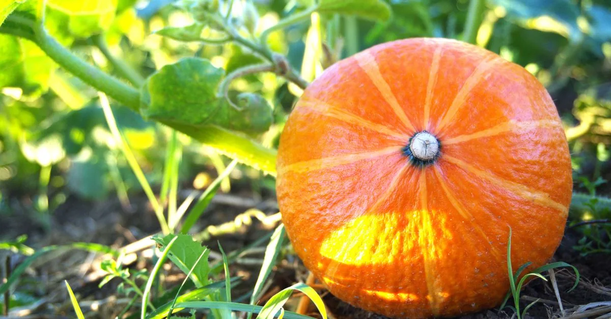 暖地の10月に家庭菜園で秋冬野菜を植える様子